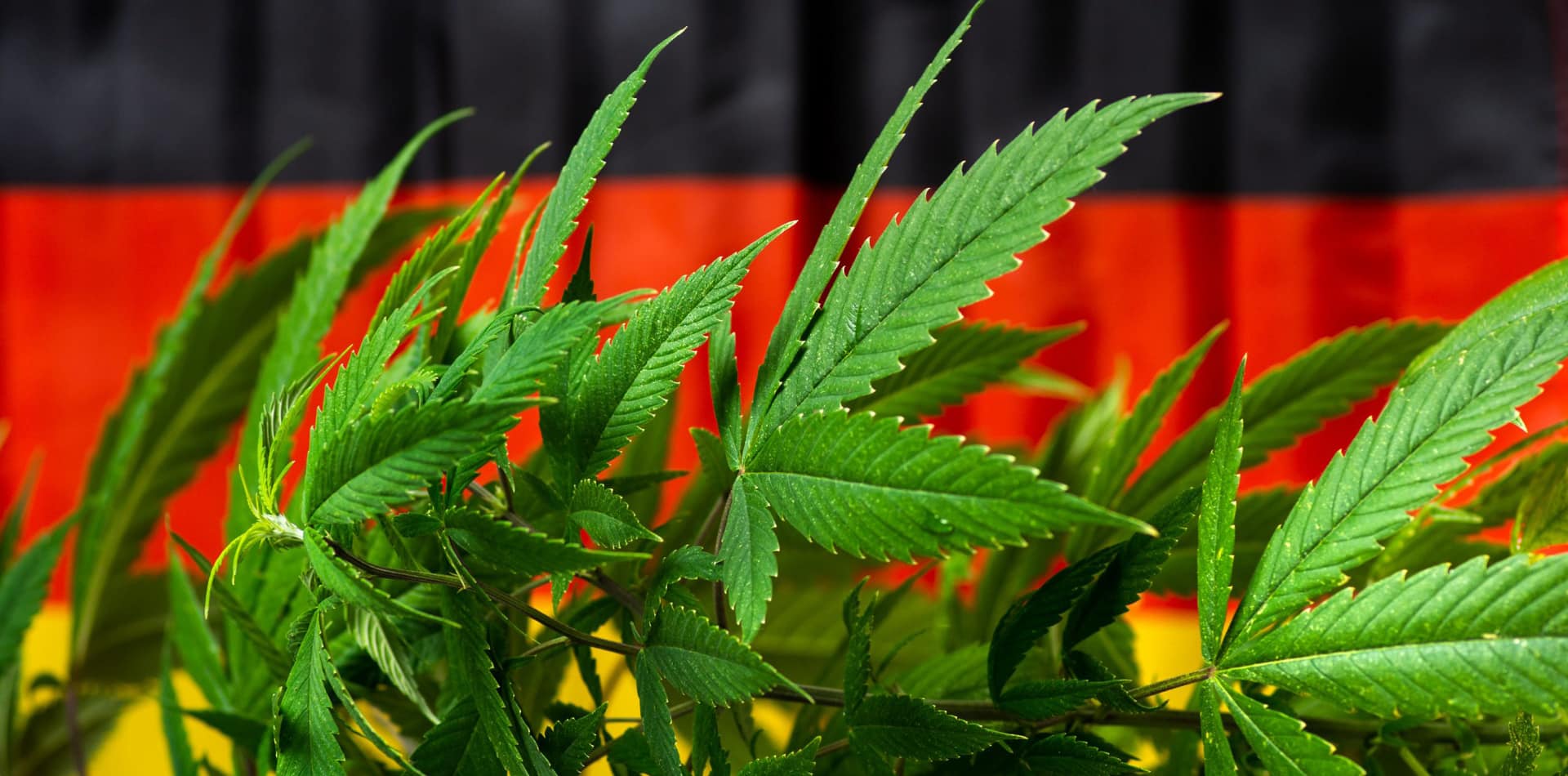 “Positive shock waves”: Germany accelerates process for cannabis legalisation