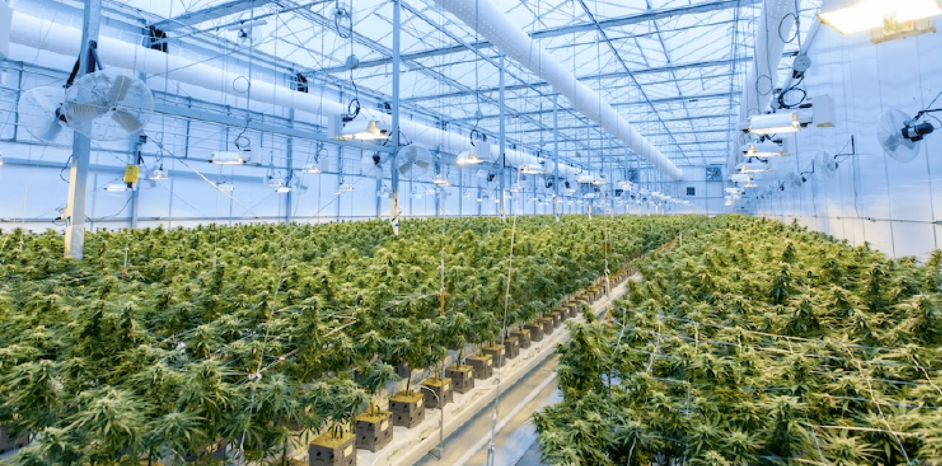 Atualização trimestral da European Cannabis Q2 2022