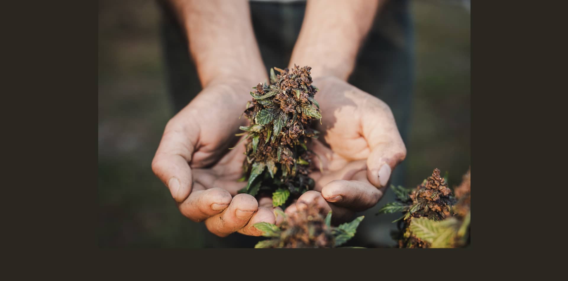 O caso do THCA e de outros canabinóides menores