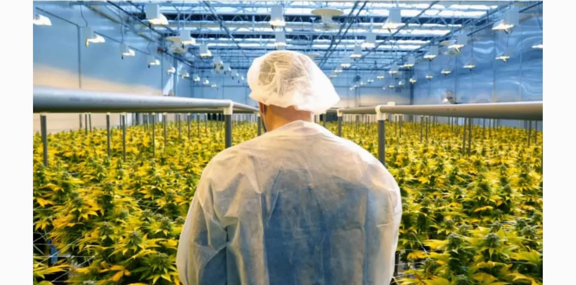 COVID-19 está deixando sua marca na indústria da cannabis, dizem os insiders