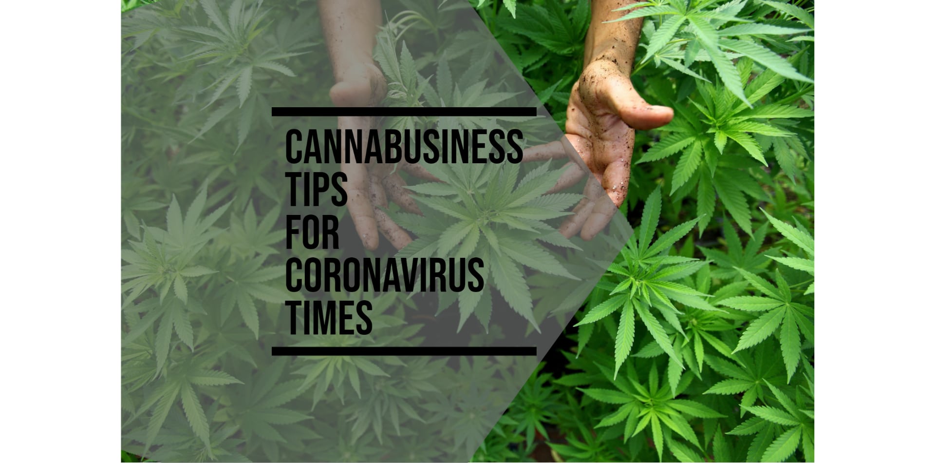 CannaBusiness Tips For Coronavirus Times