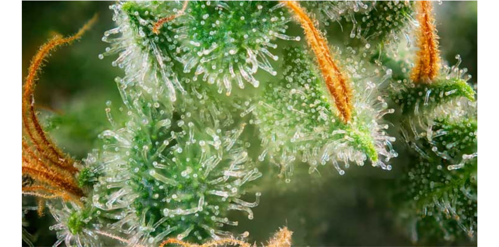 7 maneiras de aumentar os níveis de terpenos na canábis