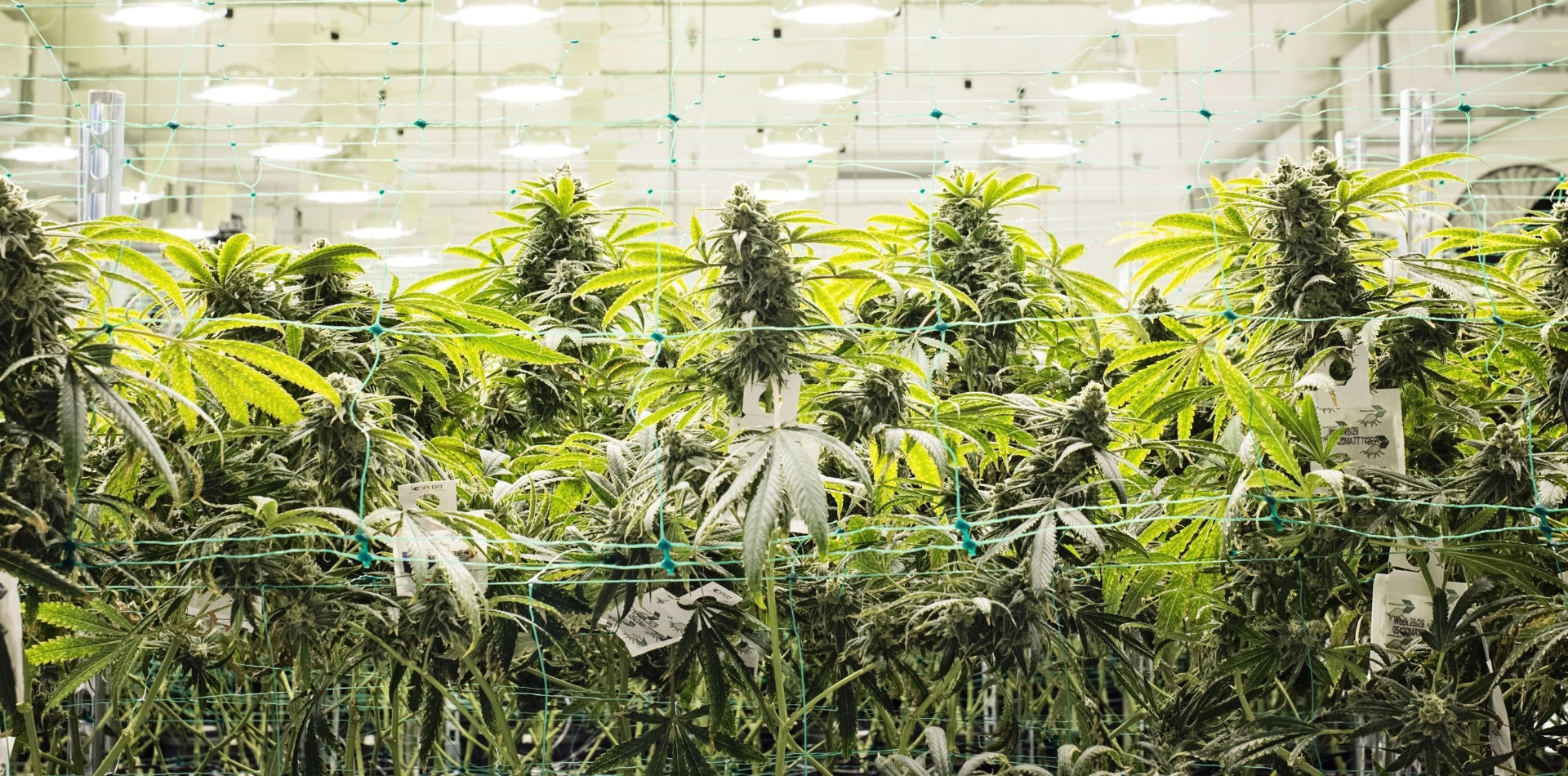  Atualização trimestral da European Cannabis Q4 2023